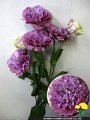 Eustoma Exe Lavender